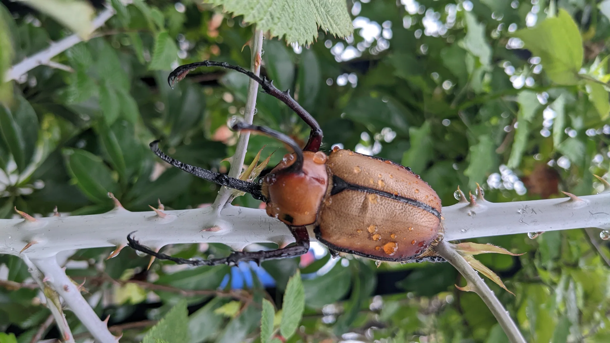 Brown beetles on a branch. Finer identification remains unconfirmed.