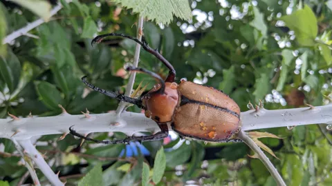 Brown beetles on a branch. Finer identification remains unconfirmed.