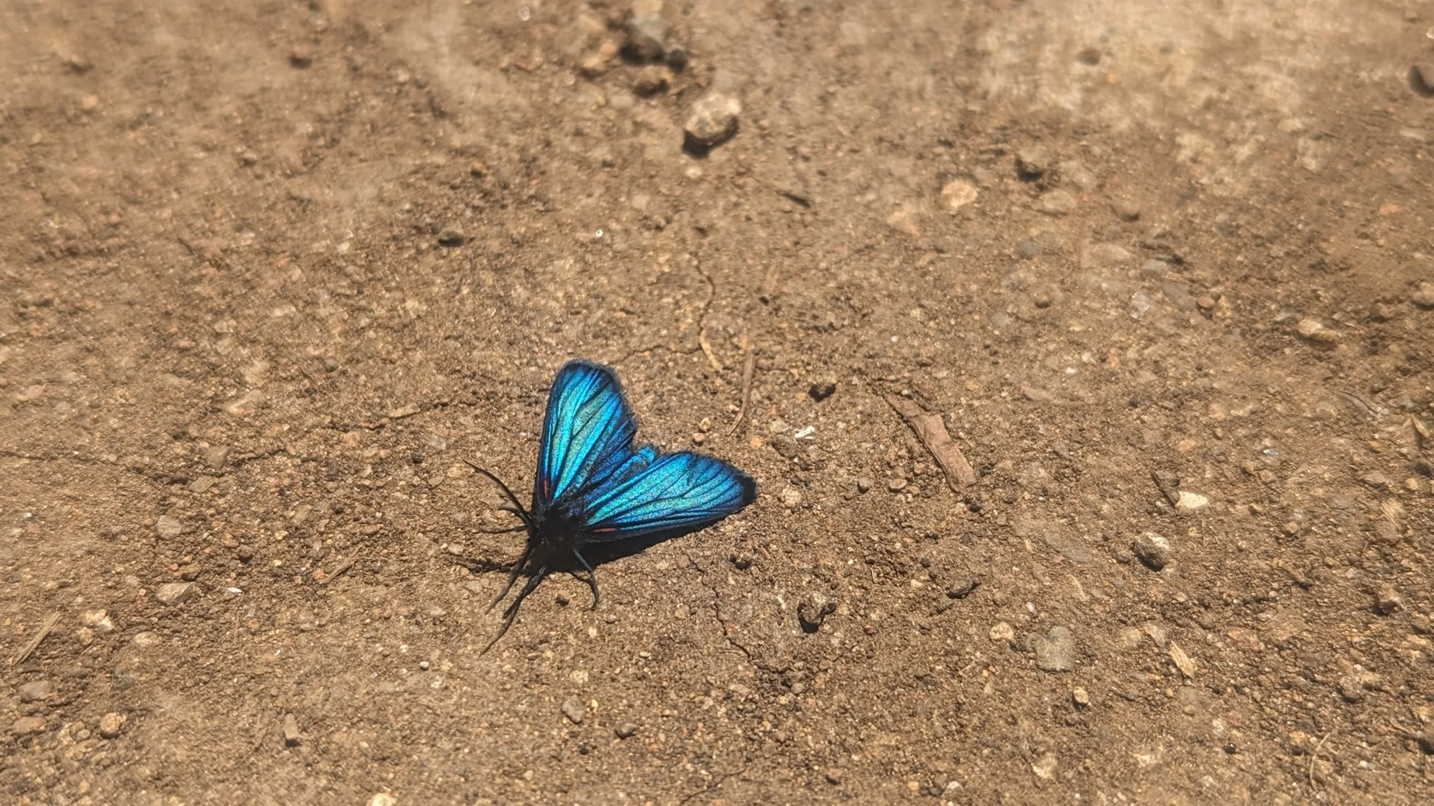Blue butterfly on dirt. Finer identification remains unconfirmed.