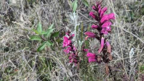 Magenta, two-lipped Lamourouxia flowers line dark upright stems with narrow opposite, toothed leaves among dry highland grasses at El Verde.