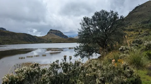 A lakeside tree under low clouds