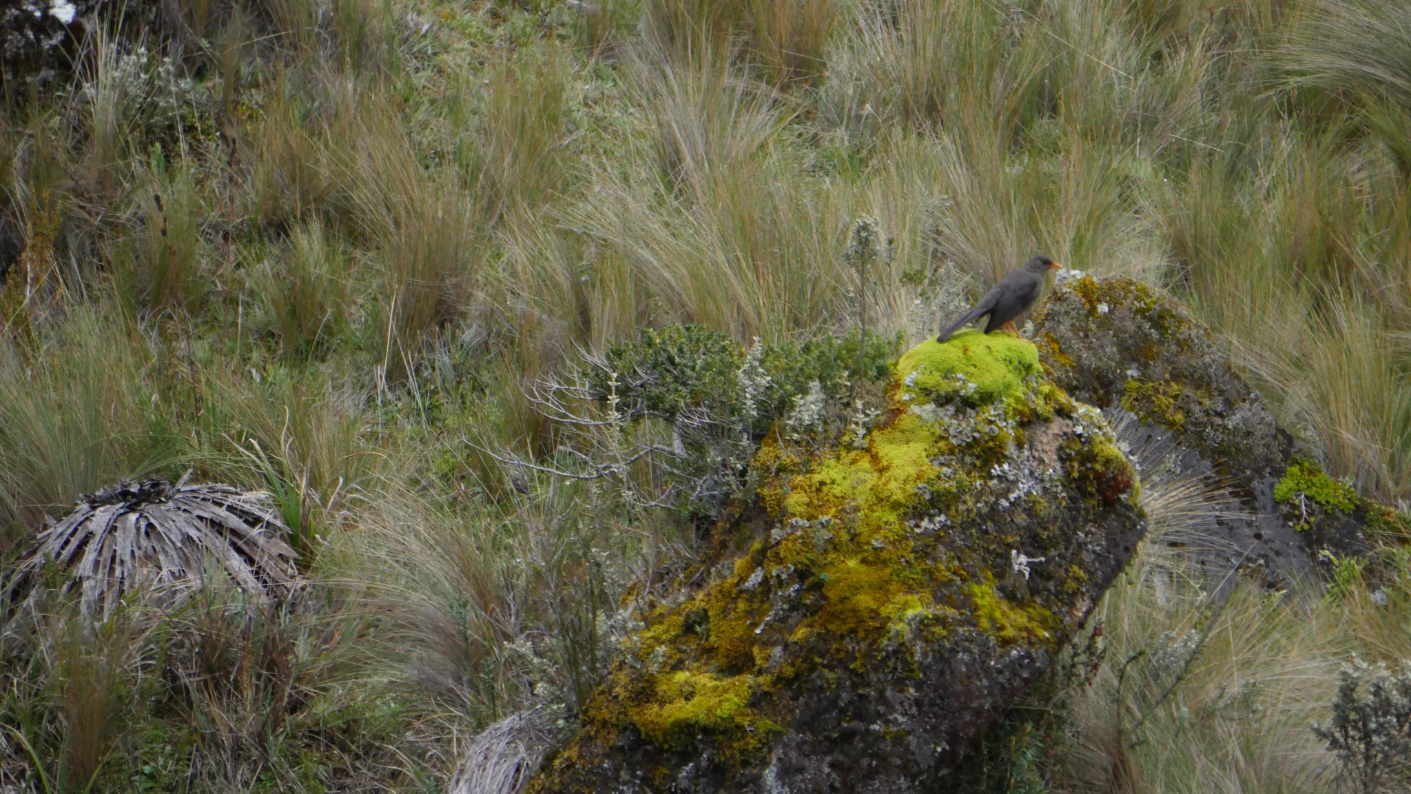 Small bird beside a mossy rock. Finer identification remains unconfirmed.