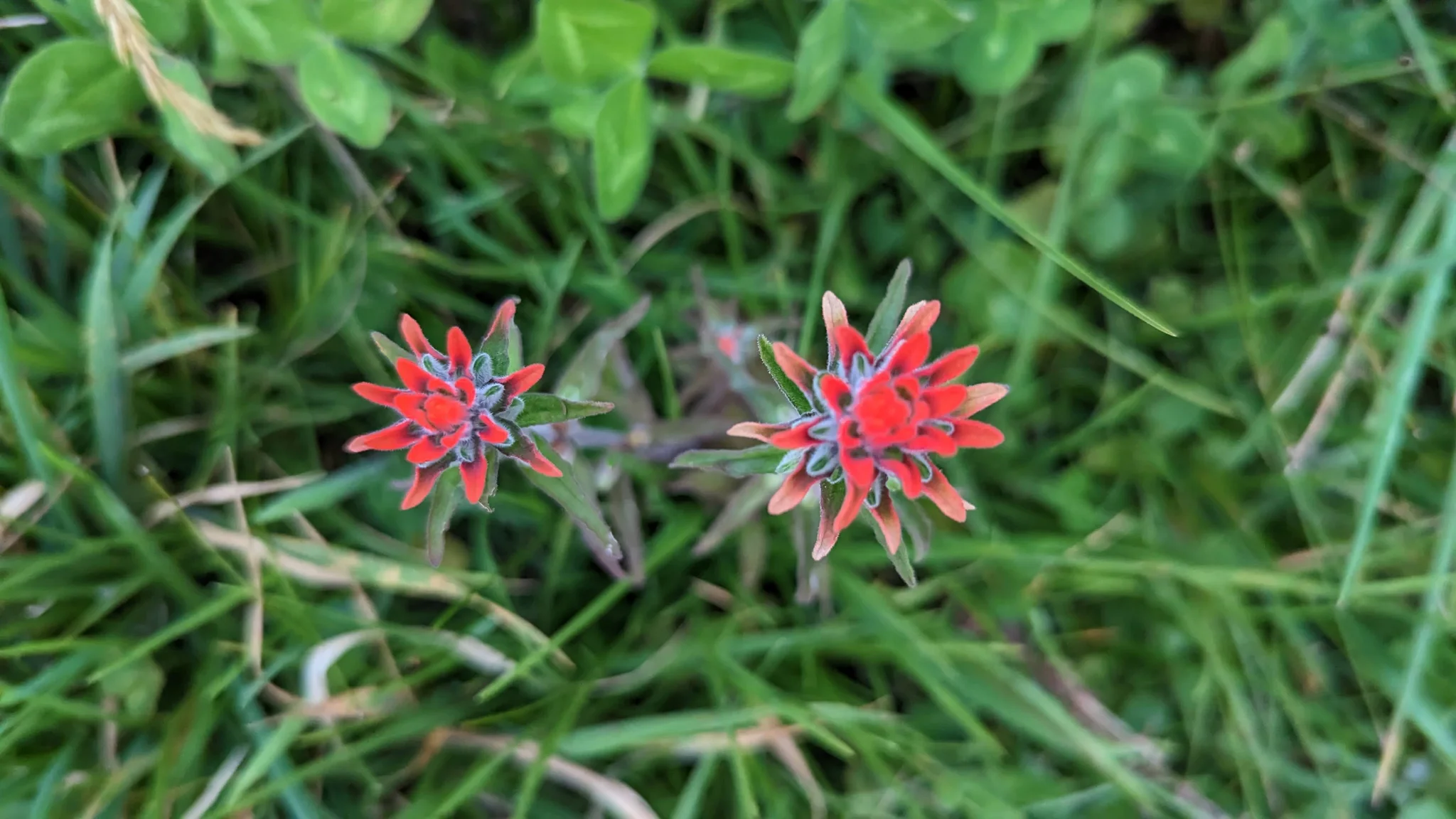 Scarlet bracts surround the small flowers of Castilleja nubigena, forming bright paintbrush-like spikes low among green grass.