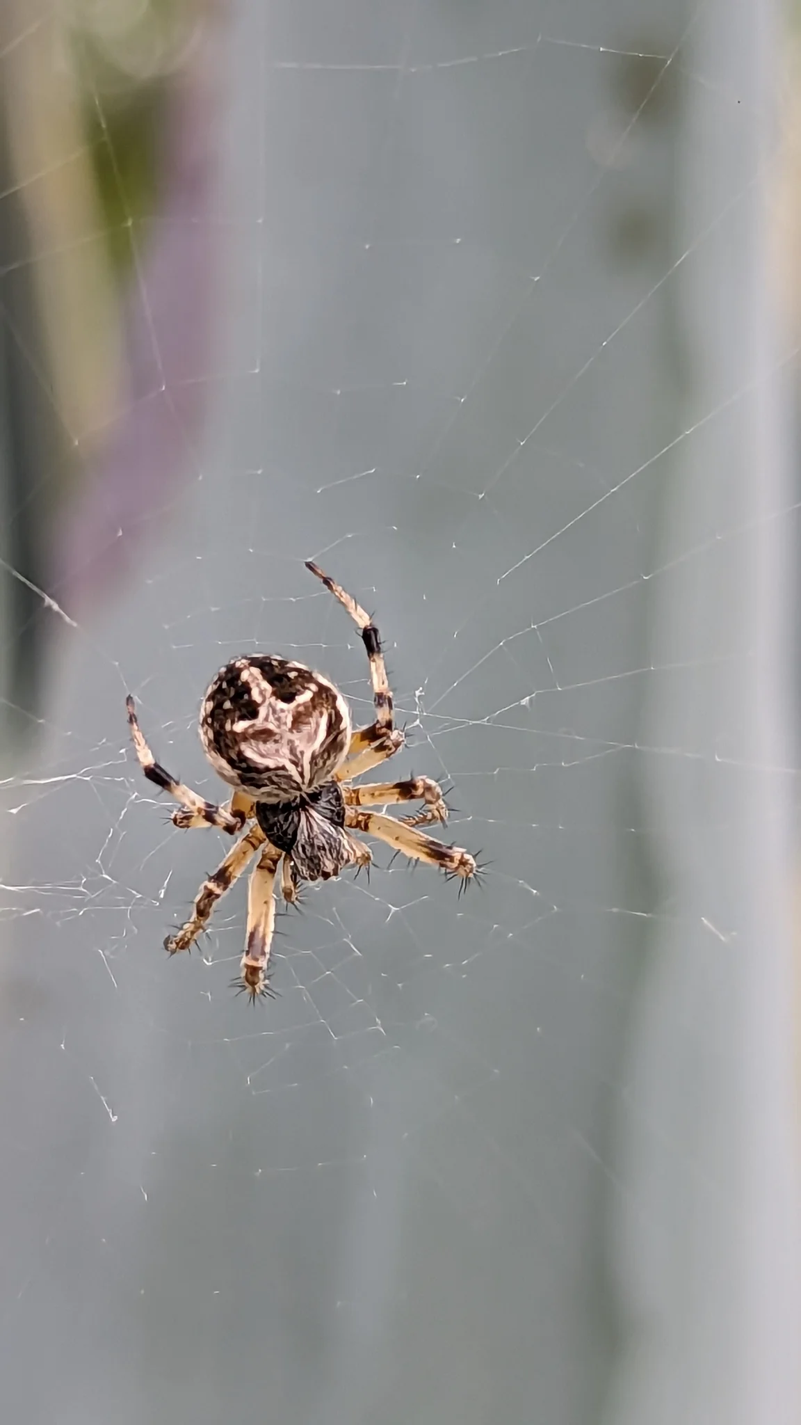 Small spider on a pale wall. Finer identification remains unconfirmed.