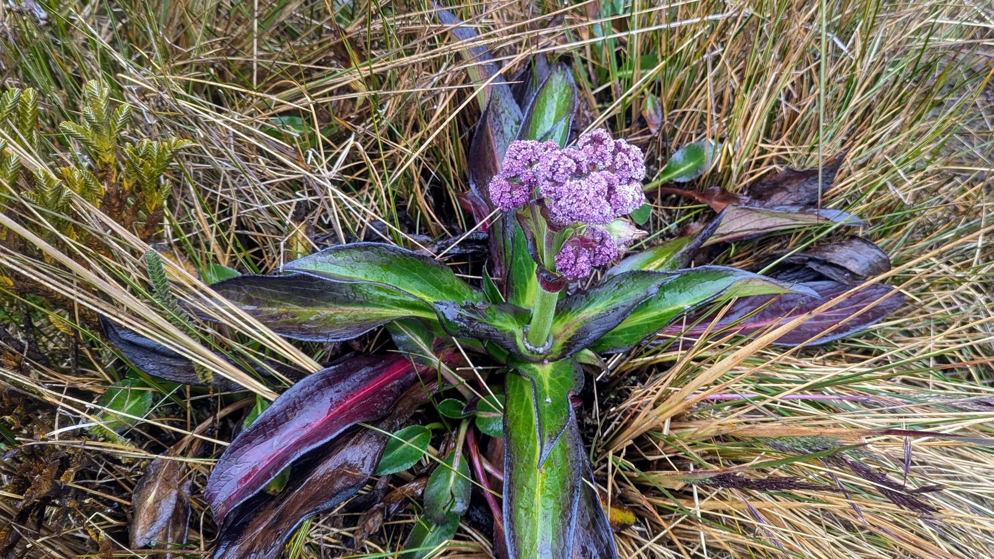 A compact cluster of small tubular Valeriana rigida flowers rises above a stiff basal leaf rosette among grasses.