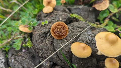 Small mushrooms on mossy ground. Finer identification remains unconfirmed.