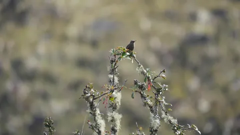 A small bird on a lichen-covered branch