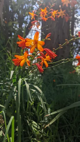 Orange-red Crocosmia flowers rise on arching, branched stems among long, sword-shaped green leaves.