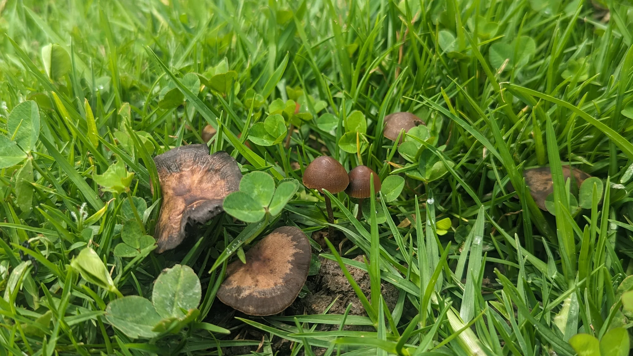 Small mushrooms in wet grass. Finer identification remains unconfirmed.