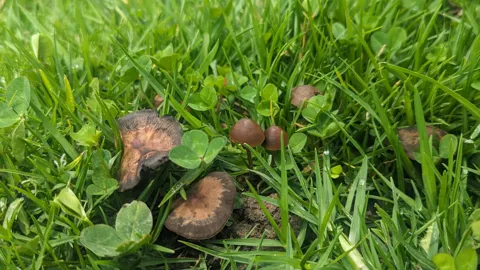 Small mushrooms in wet grass. Finer identification remains unconfirmed.