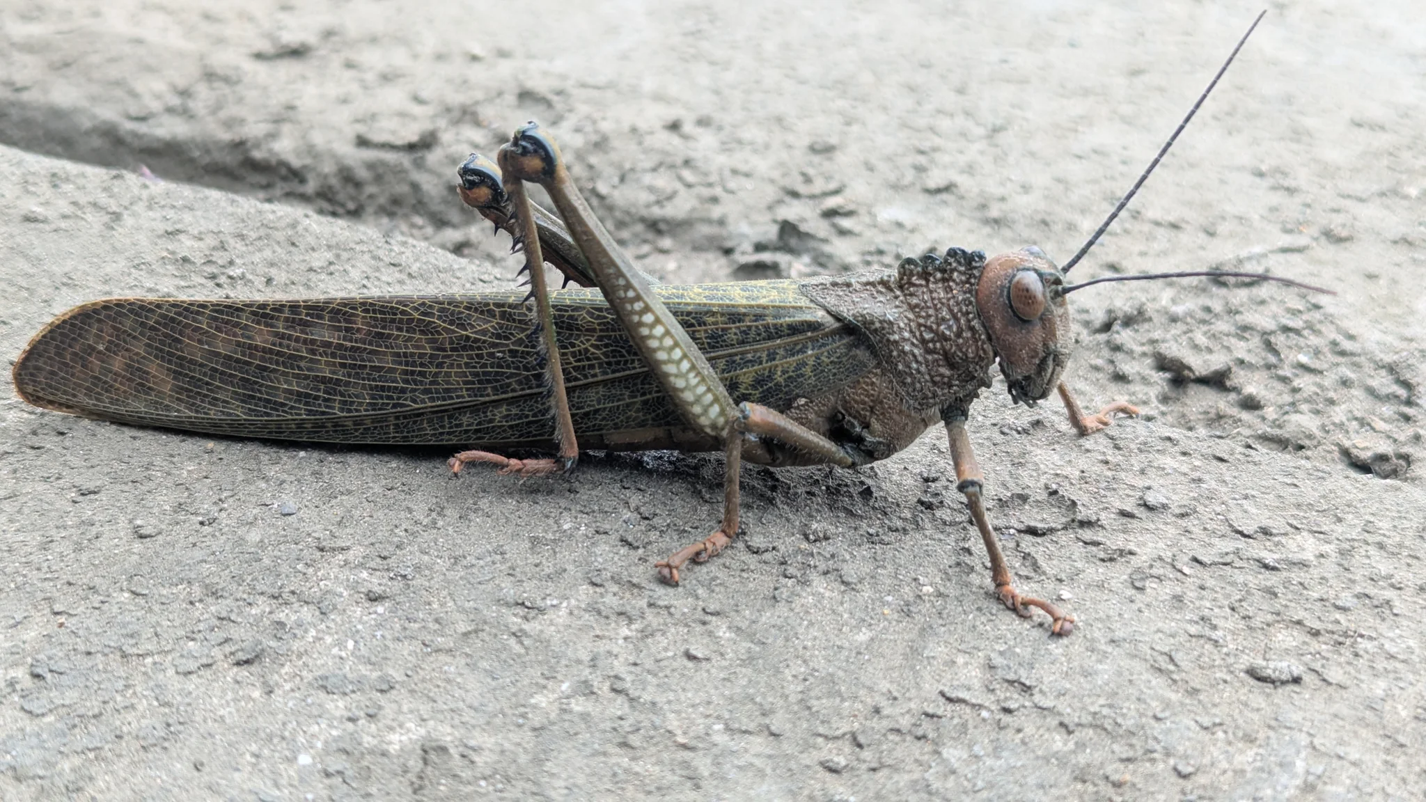 Large grasshopper on pale ground. Finer identification remains unconfirmed.