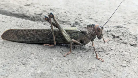 Large grasshopper on pale ground. Finer identification remains unconfirmed.
