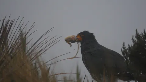 Curiquingue scavenging the remains of a trout.