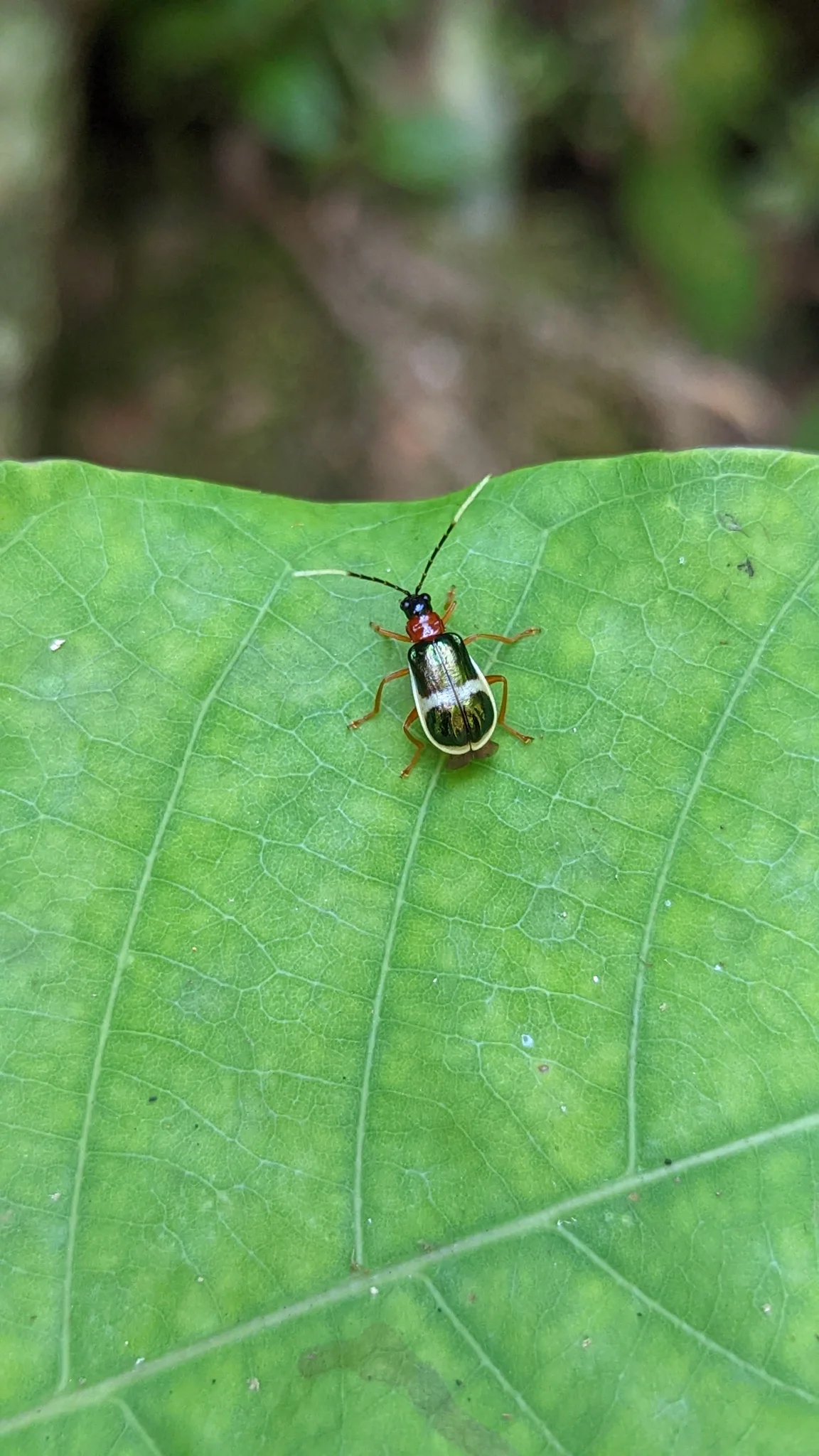 Tiny insect on green leaf. Finer identification remains unconfirmed.