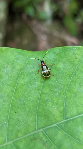 Tiny insect on green leaf. Finer identification remains unconfirmed.