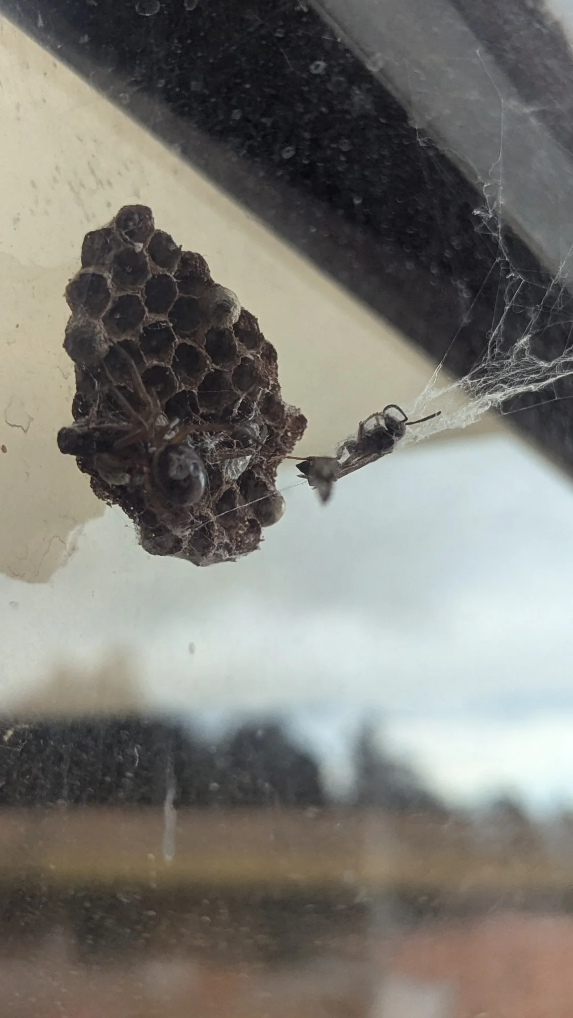 Dark insect cluster or nest under an eave. Finer identification remains unconfirmed.