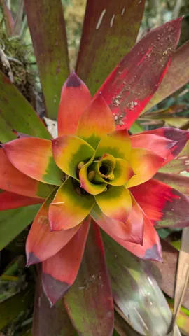 Close red flower rosette. Finer identification remains unconfirmed.
