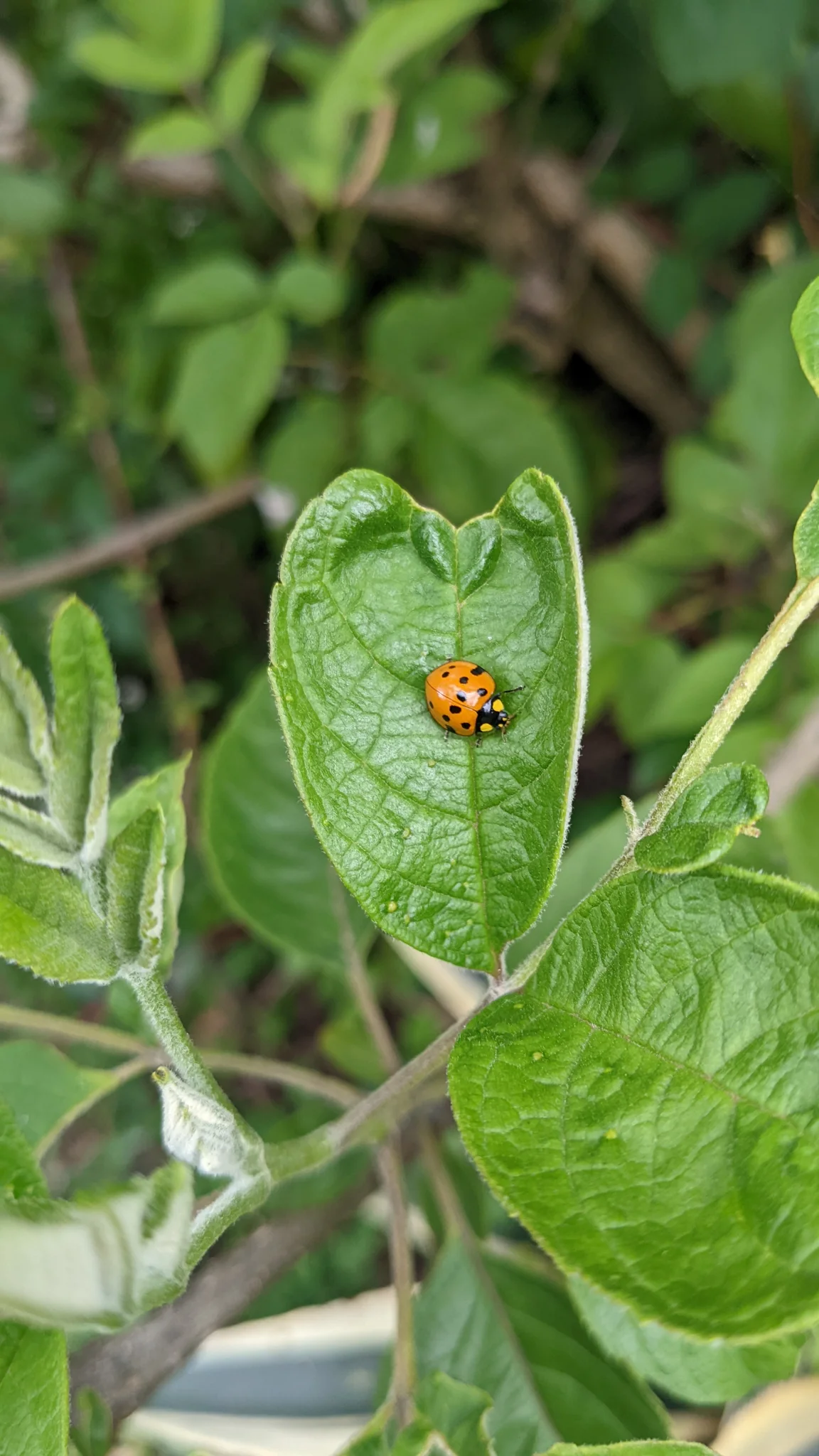 Small insect on leafy vine. Finer identification remains unconfirmed.