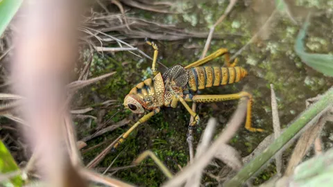 Yellow-striped insect among grass. Finer identification remains unconfirmed.