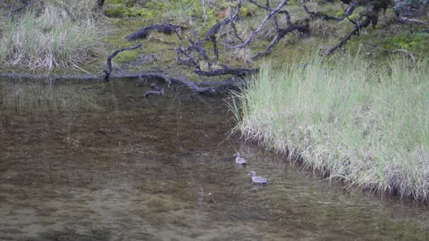 Waterbirds beside a sheltered shore