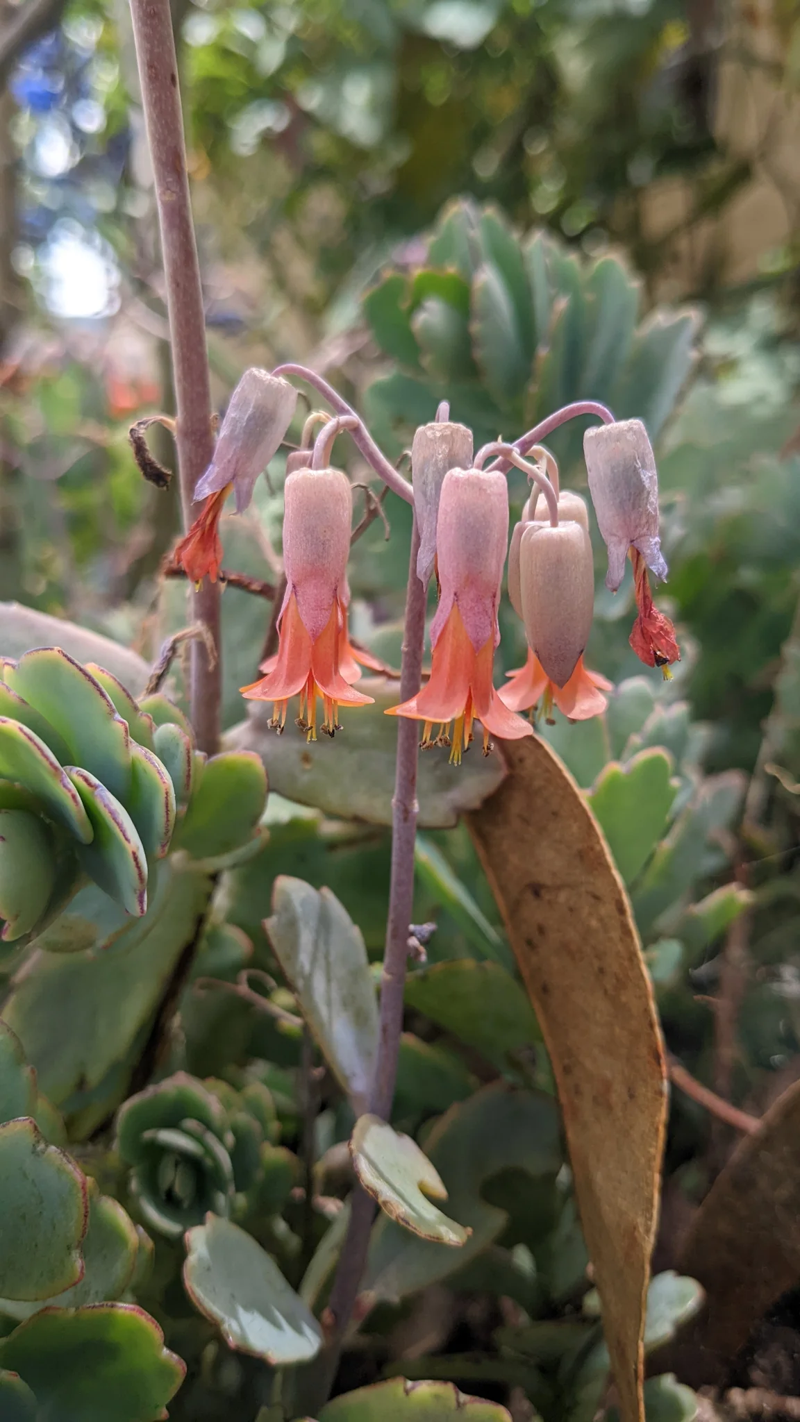 Red tubular flowers. Finer identification remains unconfirmed.