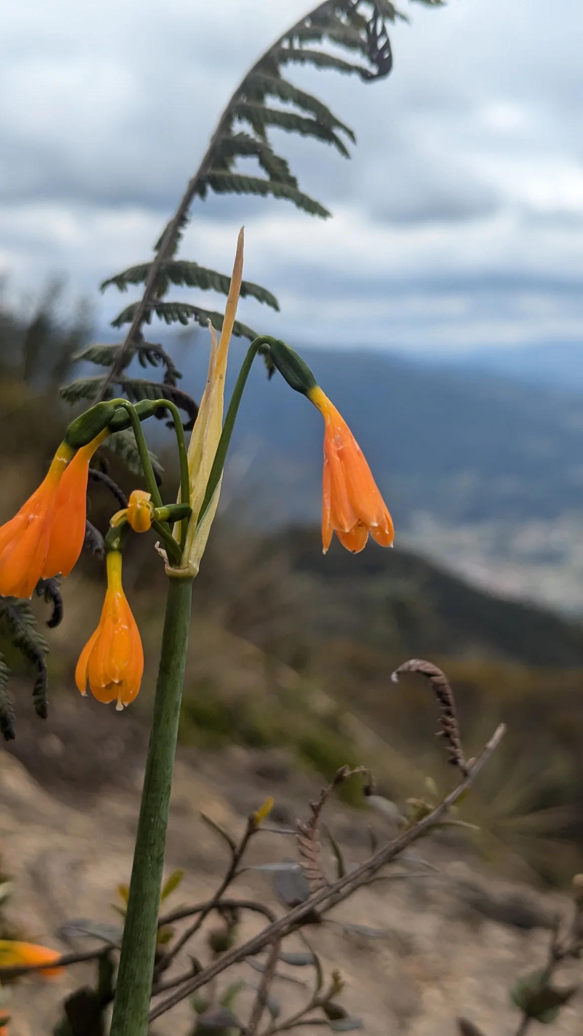 Orange tubular flowers against the sky