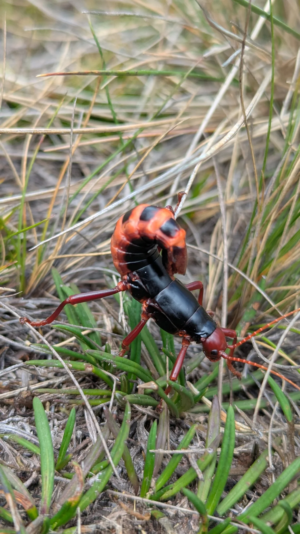 Long-bodied red-and-black insect among grass. Finer identification remains unconfirmed.