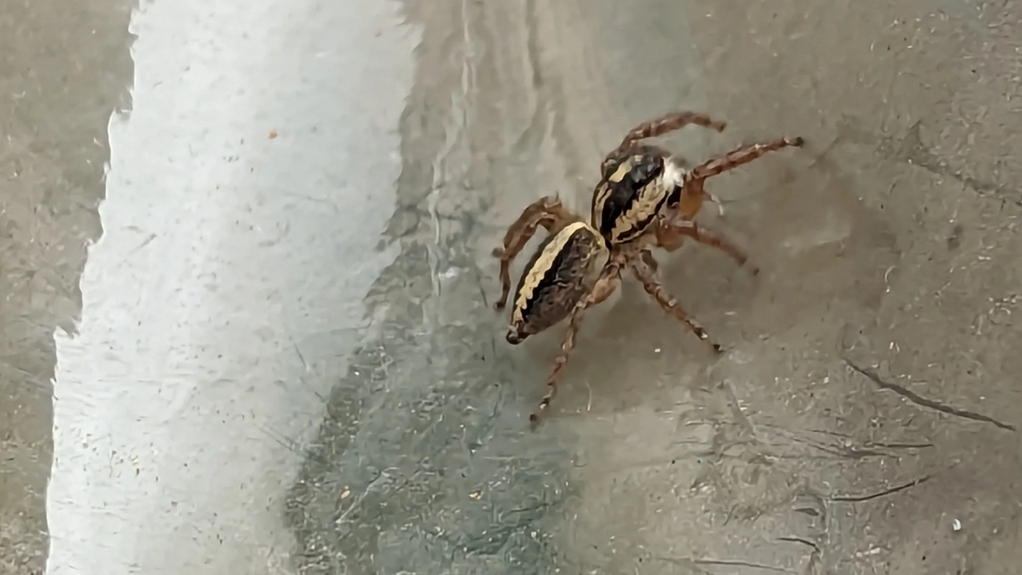 Longitudinally striped spider on a wall. Finer identification remains unconfirmed.