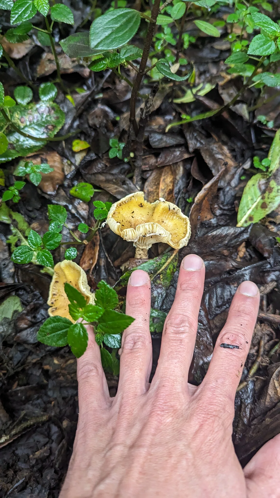 Yellow mushrooms beside hand. Finer identification remains unconfirmed.