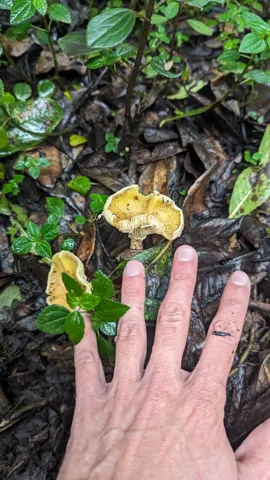 Yellow mushrooms beside hand. Finer identification remains unconfirmed.