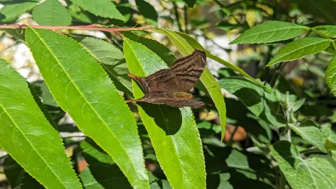 Brown butterfly or moth on long green leaves. Finer identification remains unconfirmed.