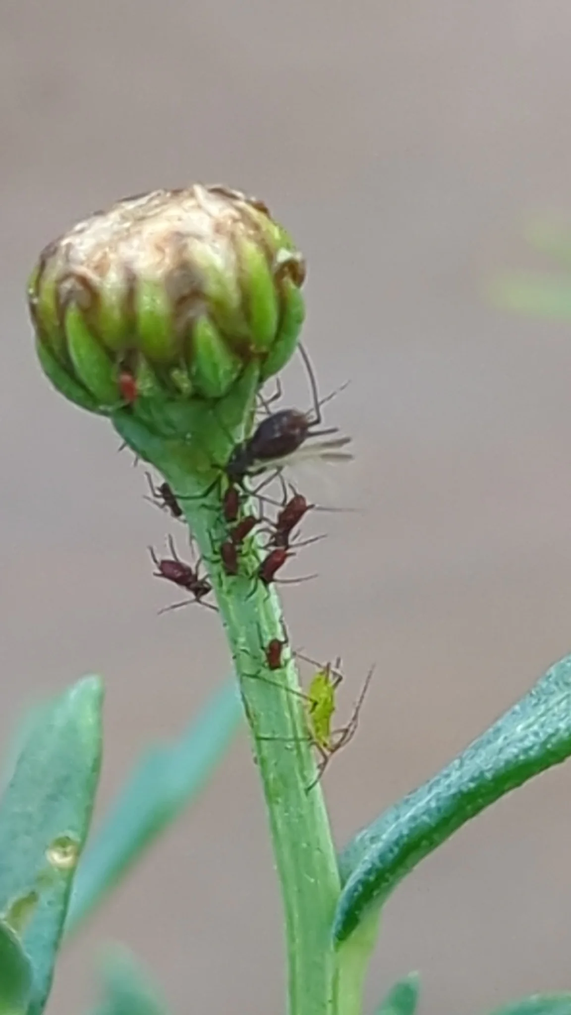 Closed flower bud close-up. Finer identification remains unconfirmed.