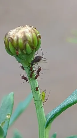 Closed flower bud close-up. Finer identification remains unconfirmed.