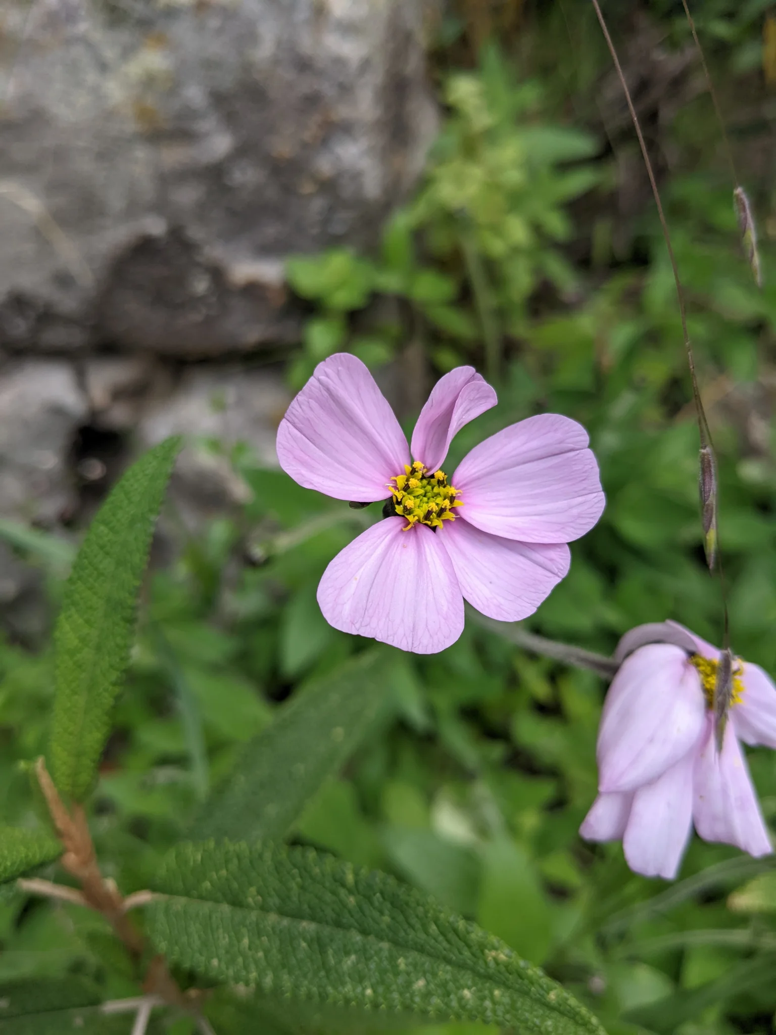 Pink Cosmos bipinnatus flower heads open around yellow centres among green leaves and mossy groundcover.
