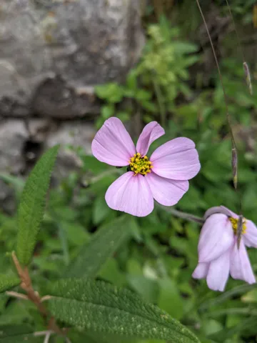 Pink Cosmos bipinnatus flower heads open around yellow centres among green leaves and mossy groundcover.