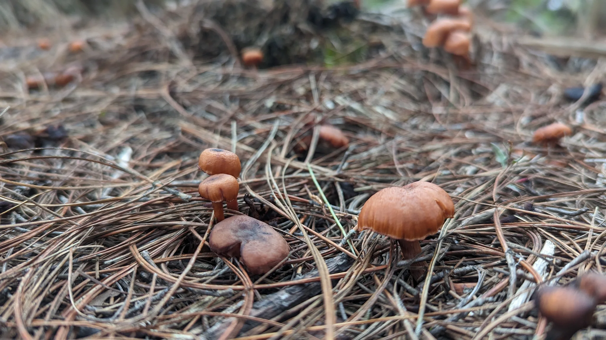 Small brown mushrooms among pine needles