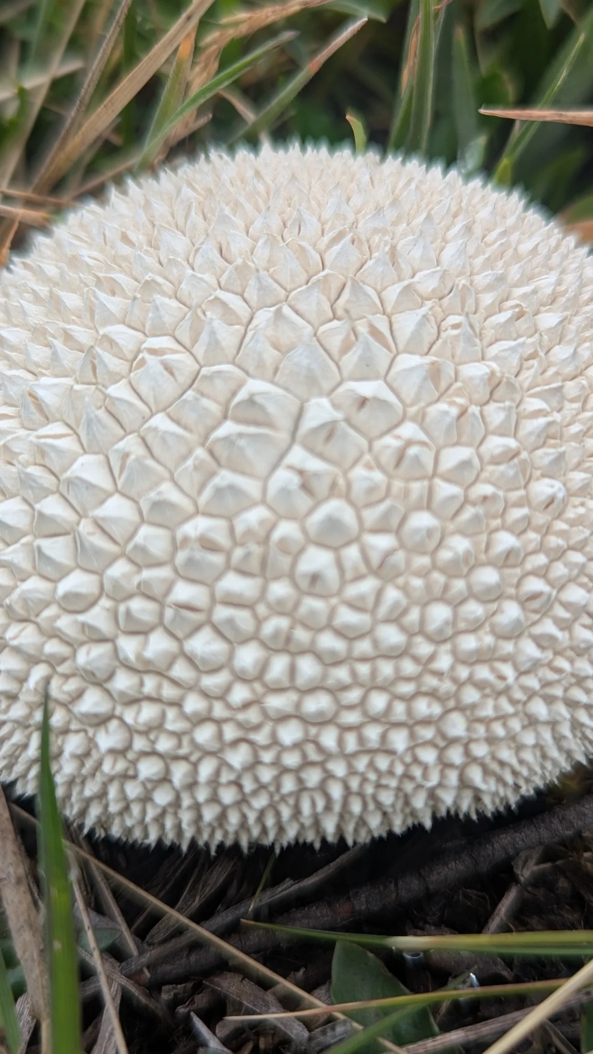Round white mushroom close-up. Finer identification remains unconfirmed.