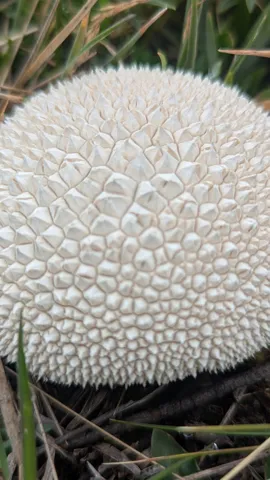 Round white mushroom close-up. Finer identification remains unconfirmed.