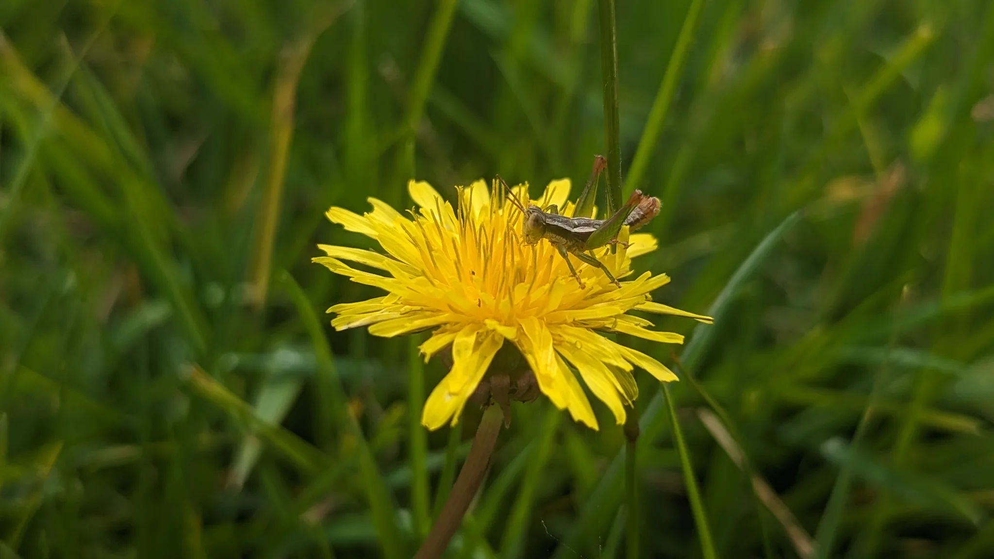 A small grasshopper rests on a yellow Hypochaeris flower head above green grass, among its narrow, strap-shaped florets.