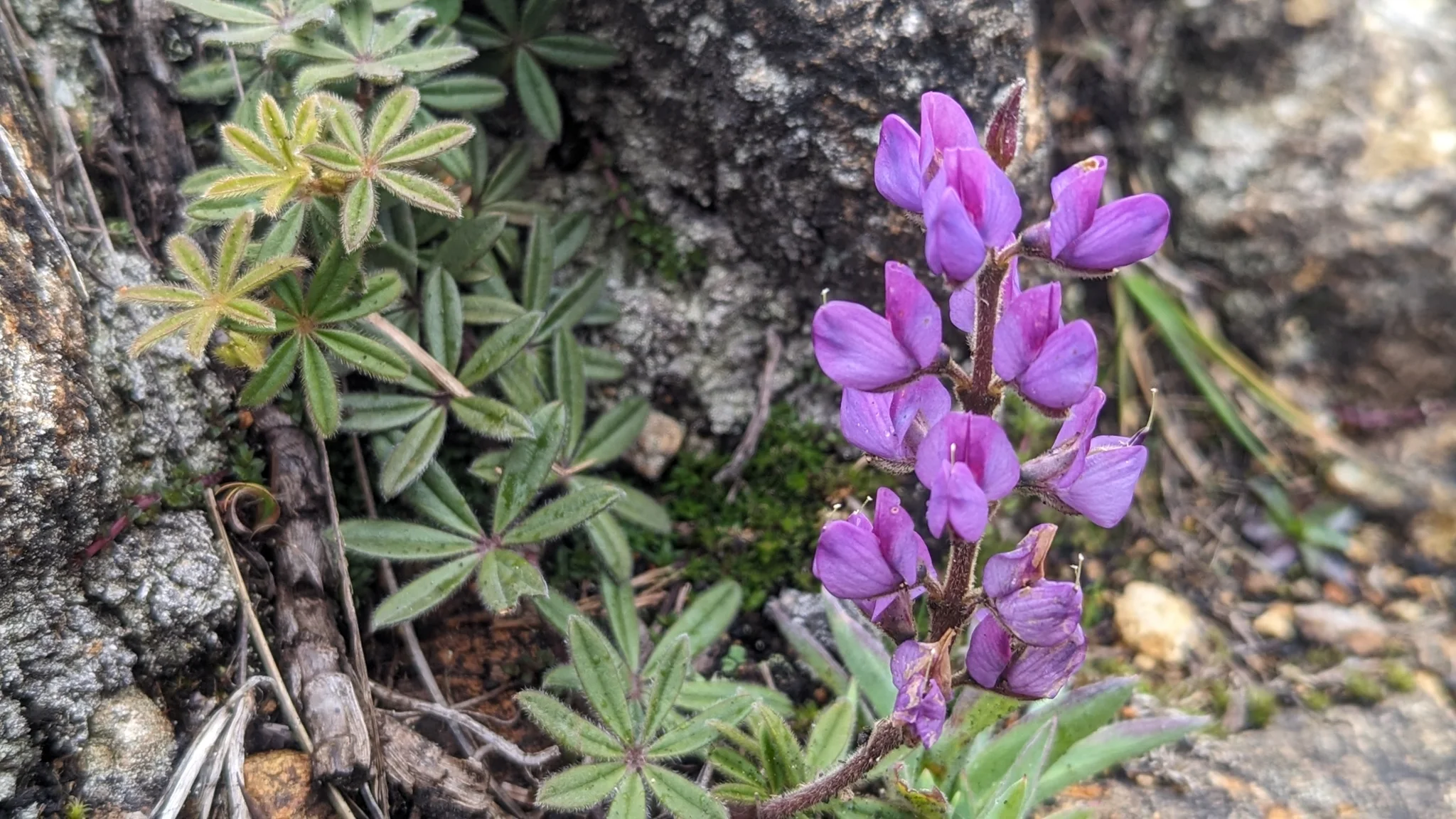 Purple and yellow highland flowers growing from rocky soil. Finer identification remains unconfirmed.