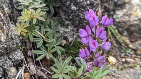 Purple and yellow highland flowers growing from rocky soil. Finer identification remains unconfirmed.