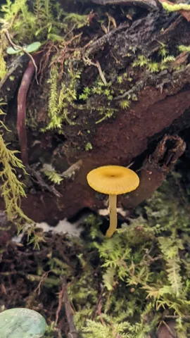 Orange mushroom in forest understory. Finer identification remains unconfirmed.