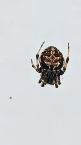 Patterned spider seen from below. Finer identification remains unconfirmed.