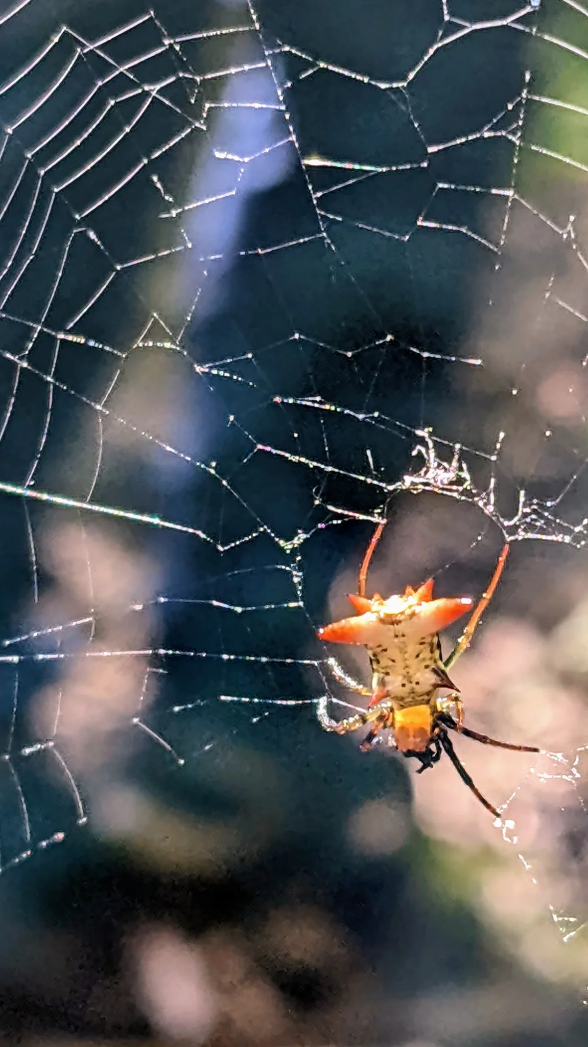 Spider web close-up. Finer identification remains unconfirmed.