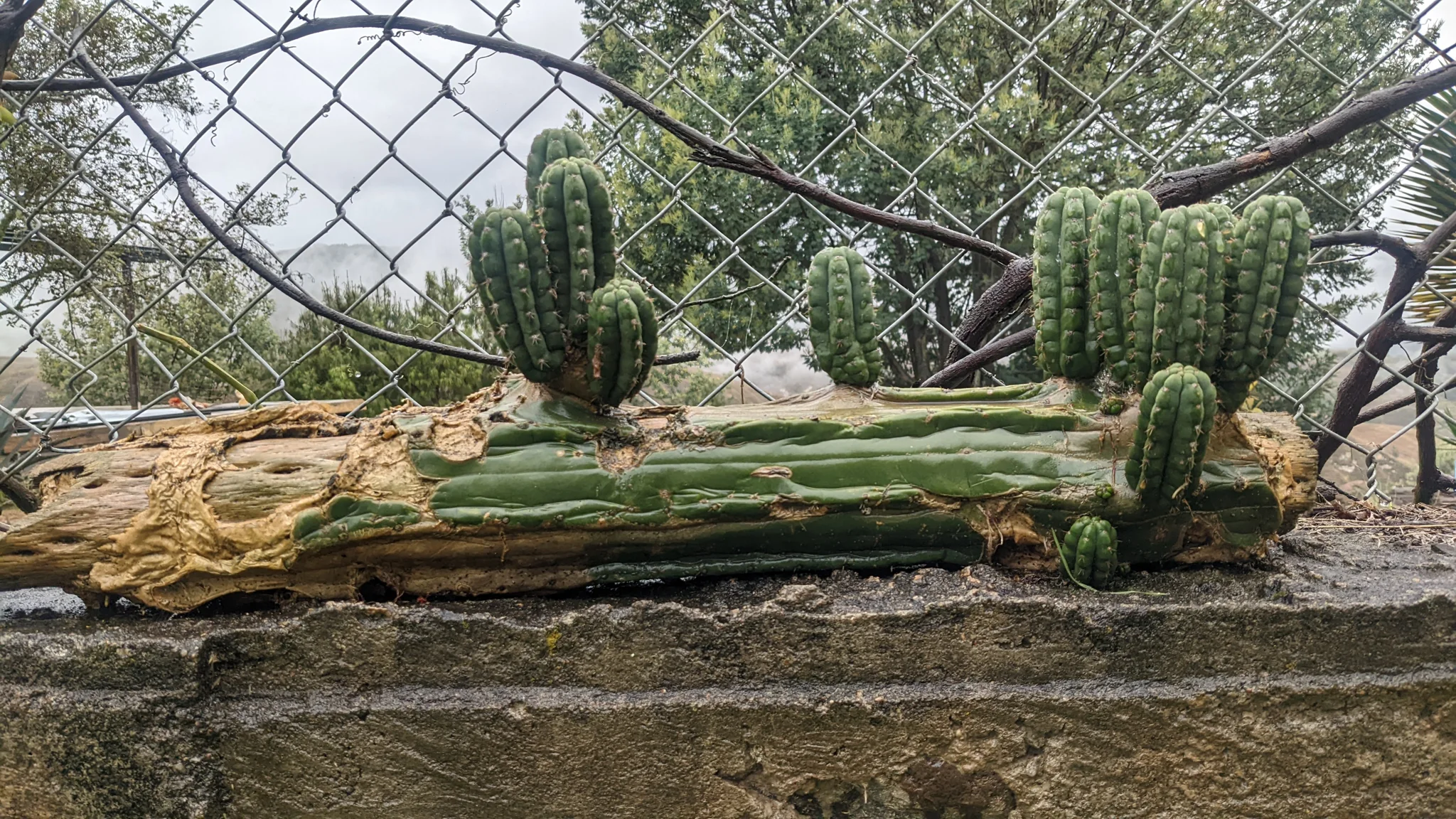 Short-spined ribbed Echinopsis cactus shoots grow from a large fallen stem in a garden bed.