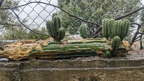 Short-spined ribbed Echinopsis cactus shoots grow from a large fallen stem in a garden bed.