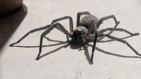 Large spider on floor. Finer identification remains unconfirmed.