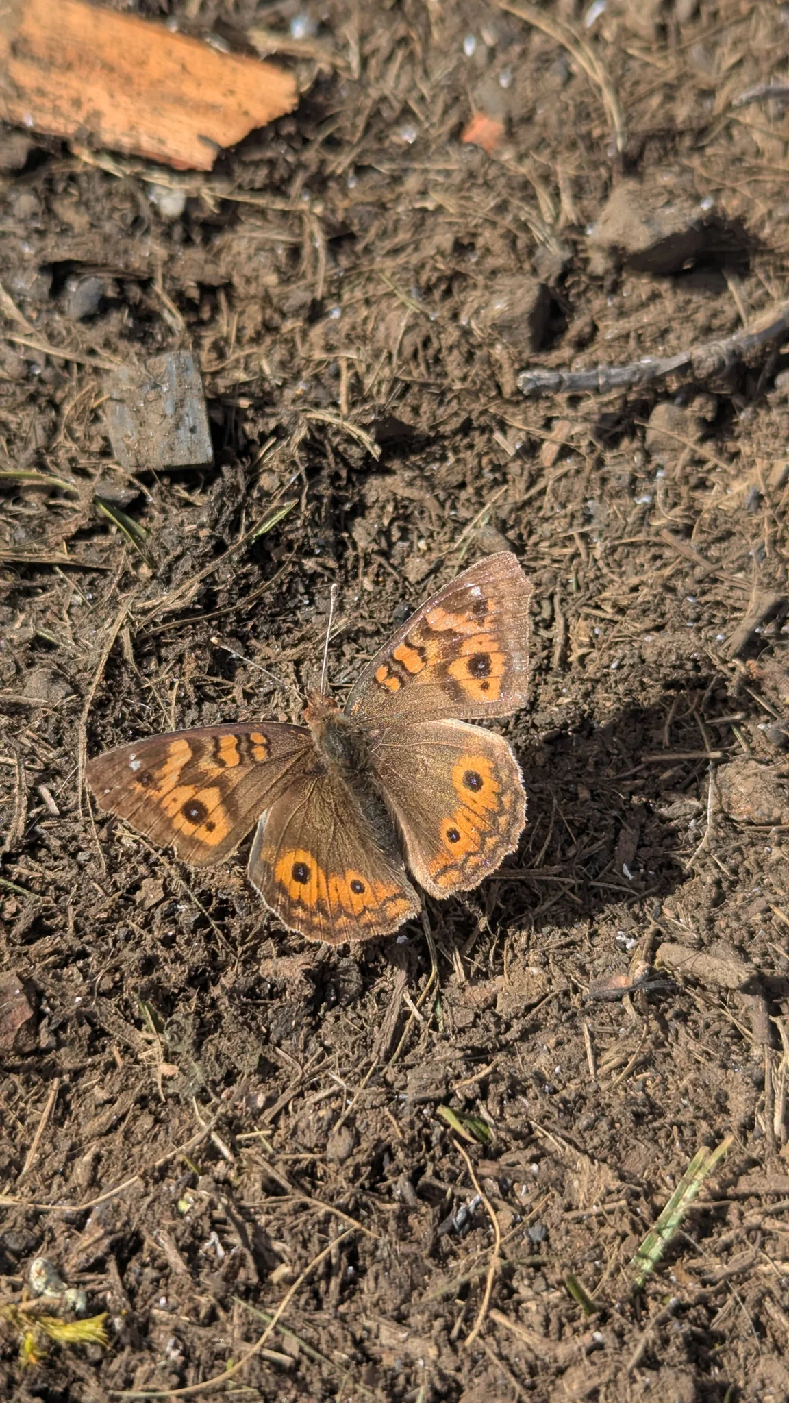 Orange butterfly or moth on soil. Finer identification remains unconfirmed.