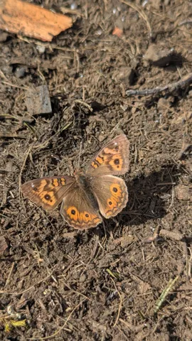Orange butterfly or moth on soil. Finer identification remains unconfirmed.