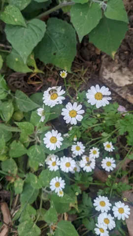 A branched cluster of feverfew (Tanacetum parthenium) flower heads shows short white rays around yellow centres, above lobed green leaves.